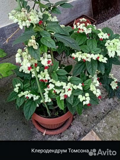 Клеродендрум томпсон
