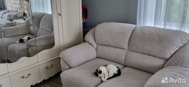 Кошечка в добрые руки