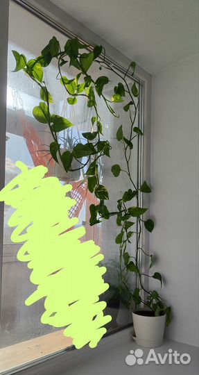 Сциндапсус золотистый лиана 3 метра