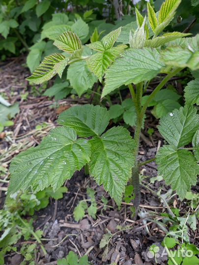 Ремонтантная малина