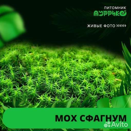 Мох сфагнум живой влажный сухой продам