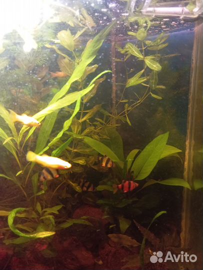 Растения в аквариум живые и коряги