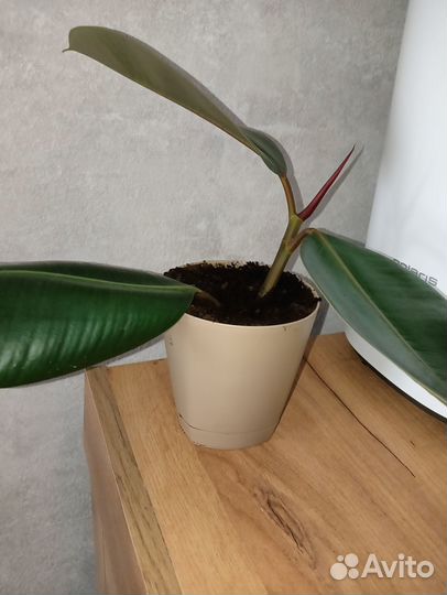 Продам фикус