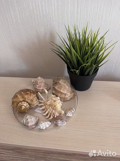 Морские ракушки раковины ваза