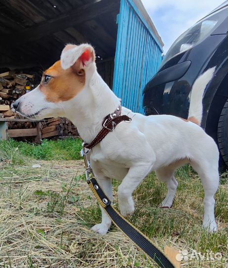 Собака джек рассел девочка