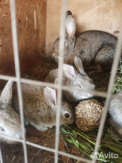 Крольчата