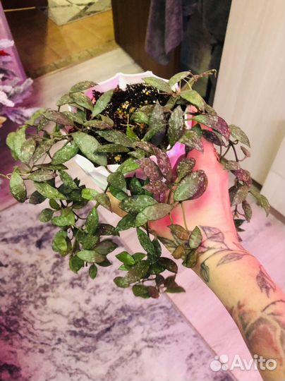 Хойя лакуноза (мини лист)