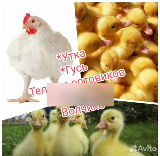 Утята стар 53