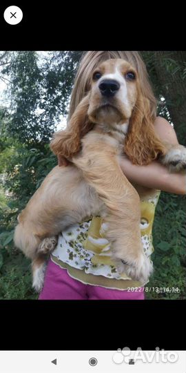 Кокер спаниель английский