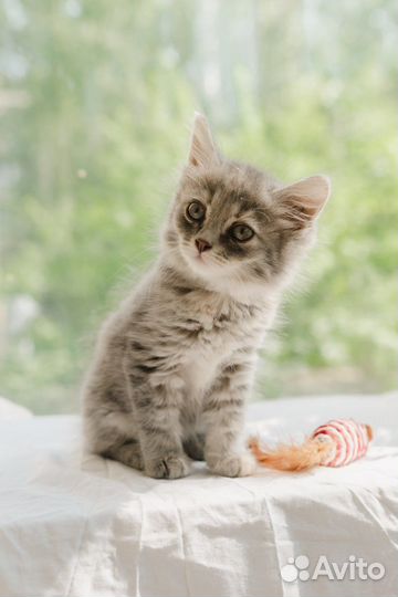 Девочка для пристройства