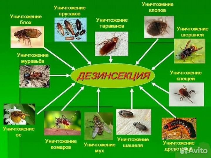 Уничтожение тараканов клопов мышей блох