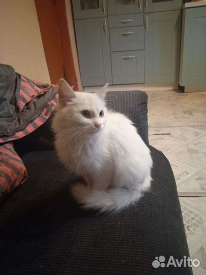 Белая кошечка