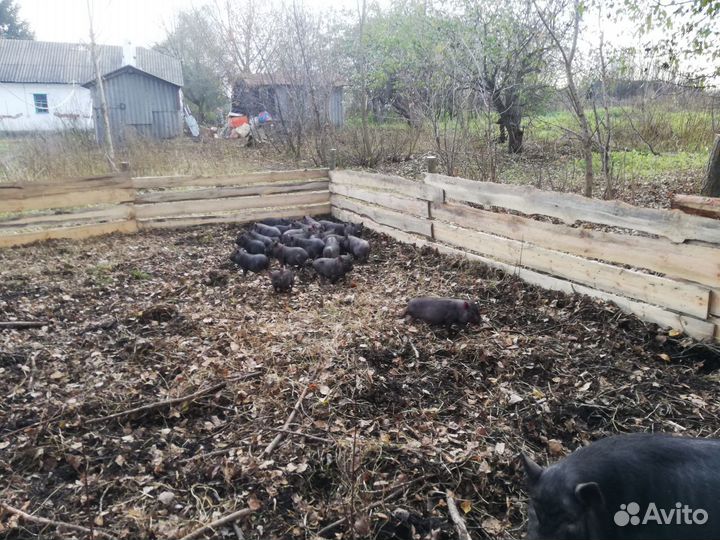 Въетнамские вислобрюхие поросята