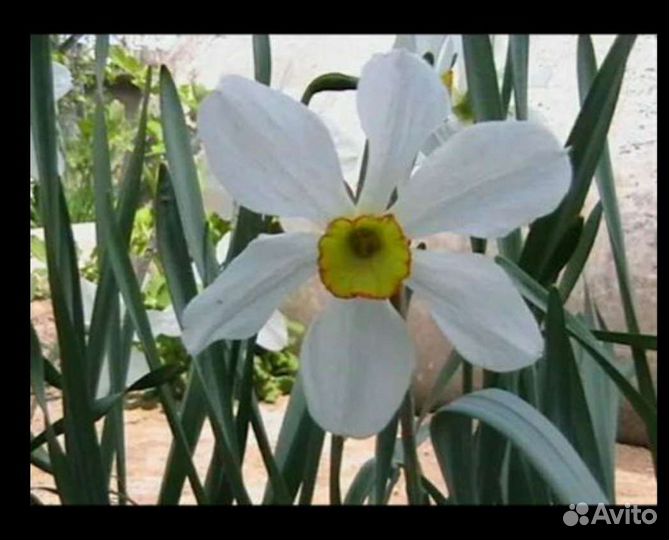 Нарциссы