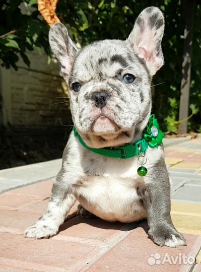 Французский бульдог щенки голубой