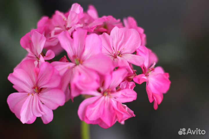 Пеларгония герань