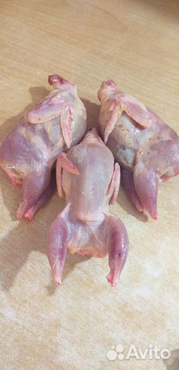 Домашнее мясо перепелов, перепела,перепелка