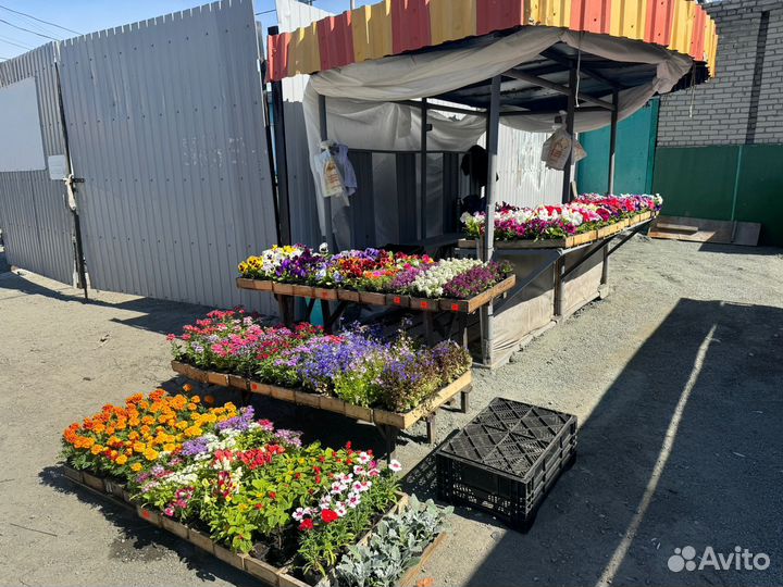 Рассада цветов