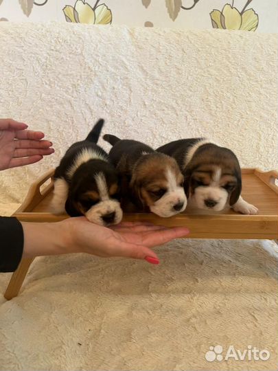 Щенки бигль