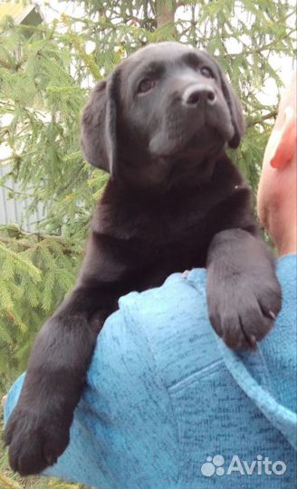 Щенки лабрадора