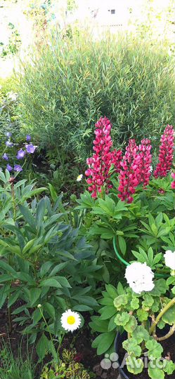 Люпин красный