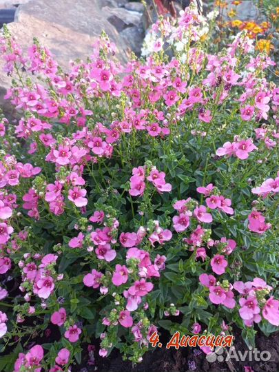 Диасция, немезия, брахикома, лобелия, аргирантемум