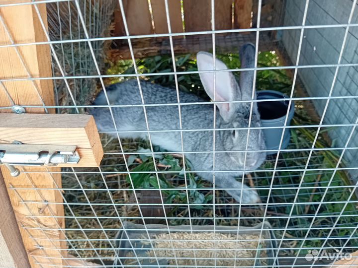 Кролики советская шиншила