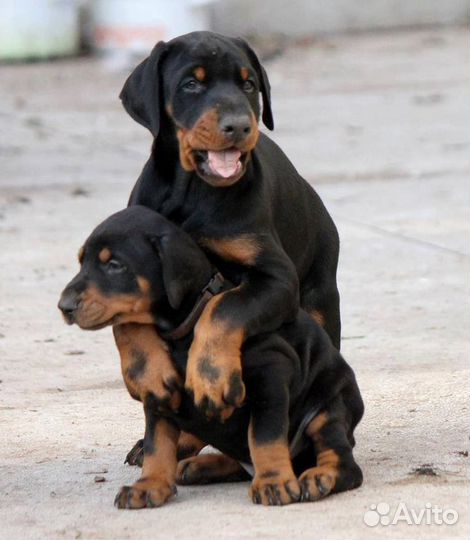 Доберман щенки