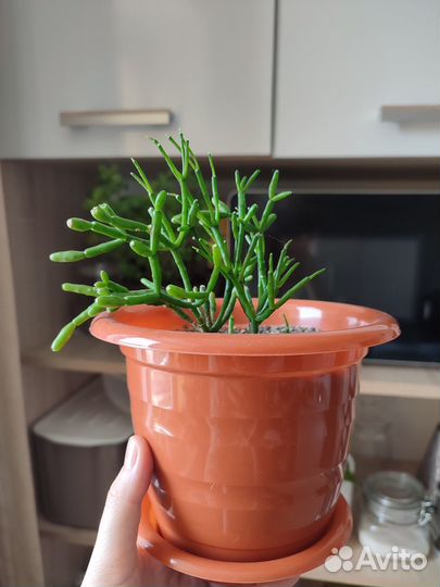 Хатиора (суккулент)