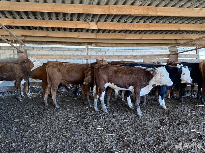 Продаются быки