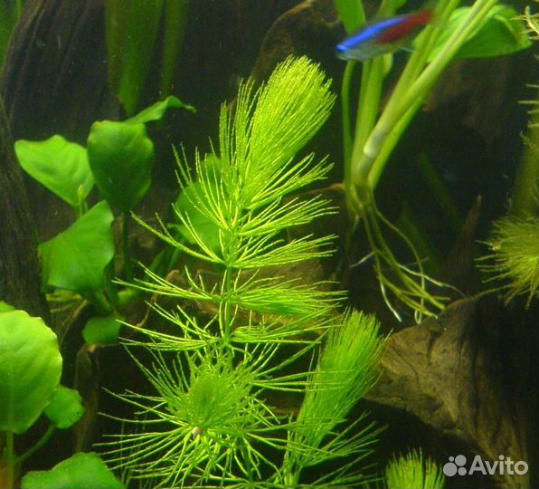 Аквариумные рыбки(тернеция,телескоп),растения