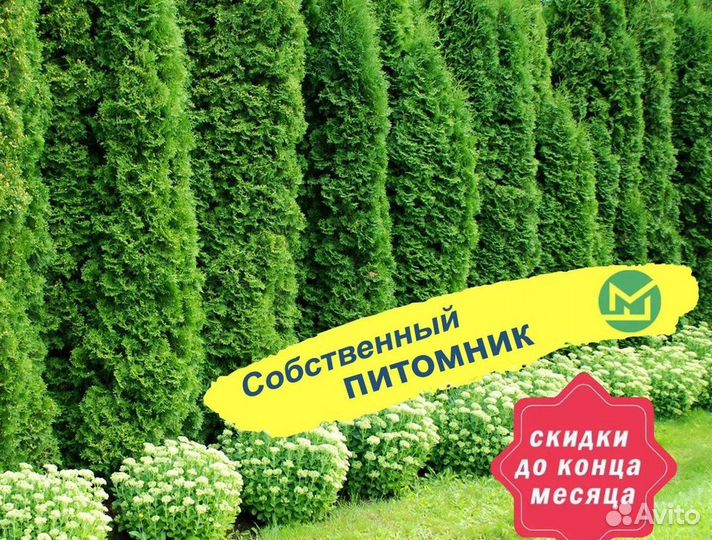 Туя колумна