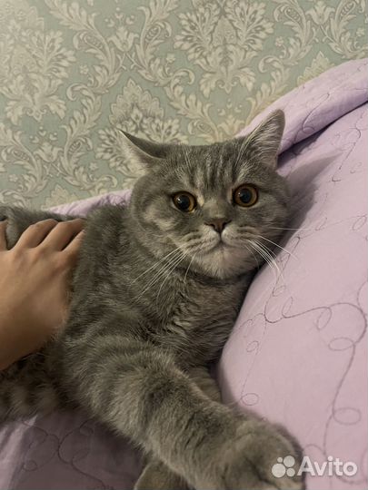 Котик в добрые руки