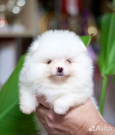 Померанский шпиц