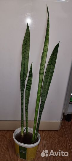 Щючий хвост