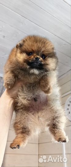 Щенки шпица мини мишки