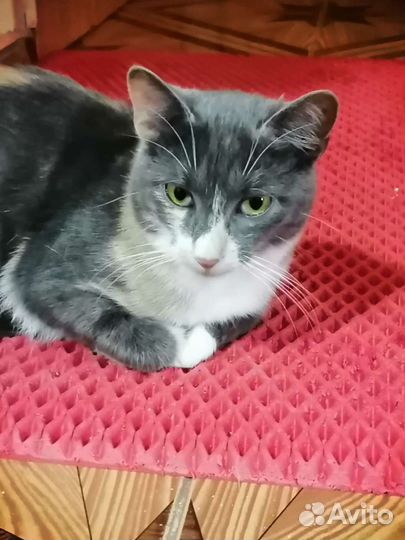 Кошечка Лия ищет дом