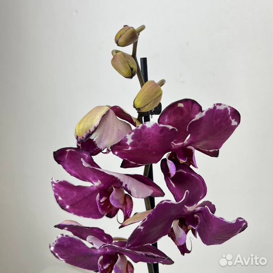 Орхидея фаленопсис Каменная роза(капучино)