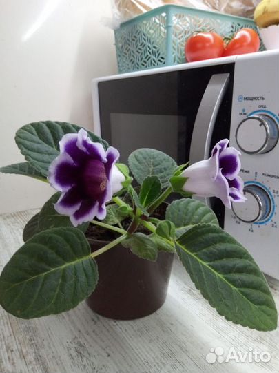 Продам цветы комнатные