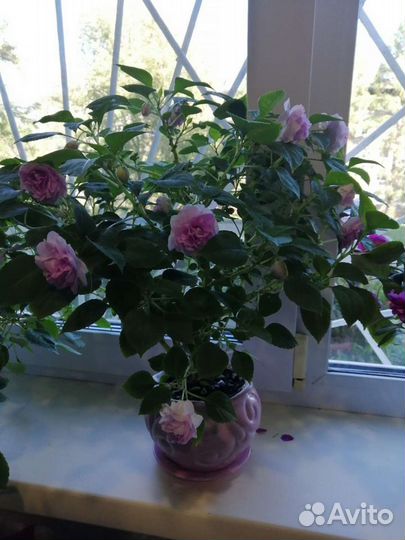 Ампельный бальзамин