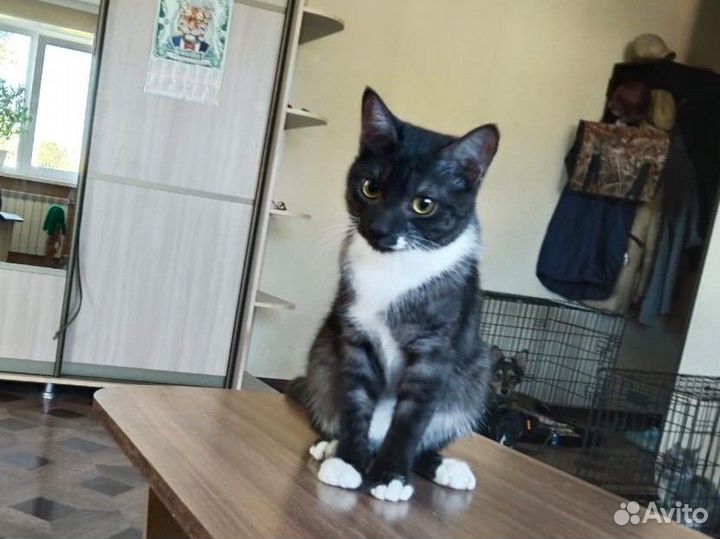 Кошка в дар бесплатно