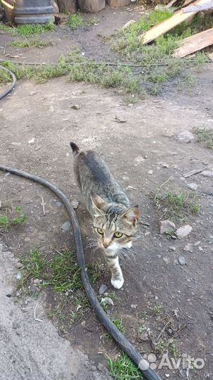 Отдам двух котов