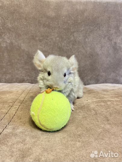 Шиншилла маленькая