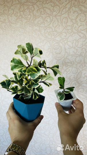 Фикус бенджамина
