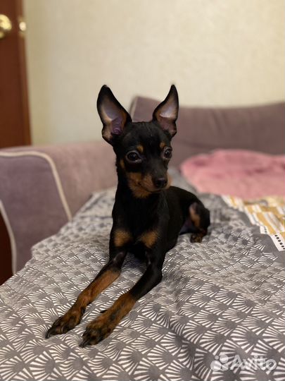 Мини той-терьер Вязка