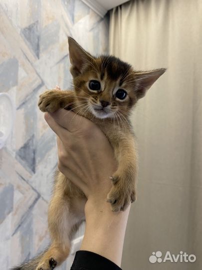 Абиссинские котята