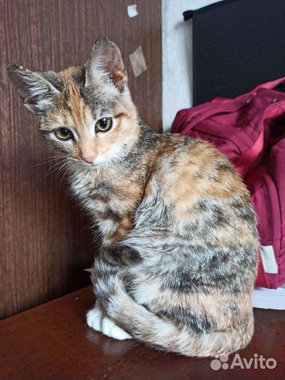 Котёнок в добрые руки