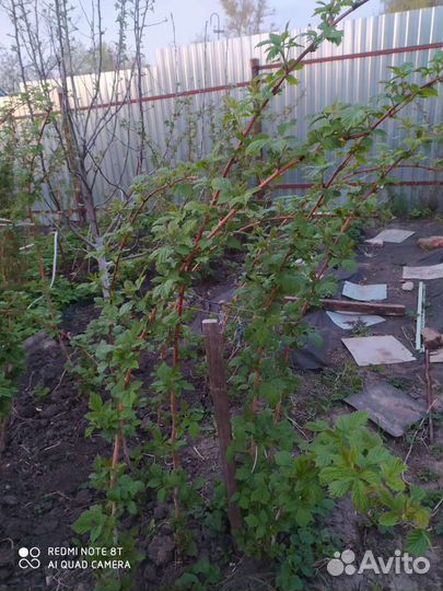 Ремонтантная малина и обычная