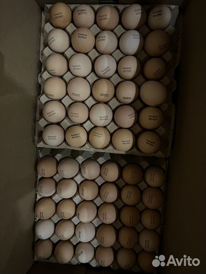 Цыпленок Бройлер,несушка,инкубационное яйцо