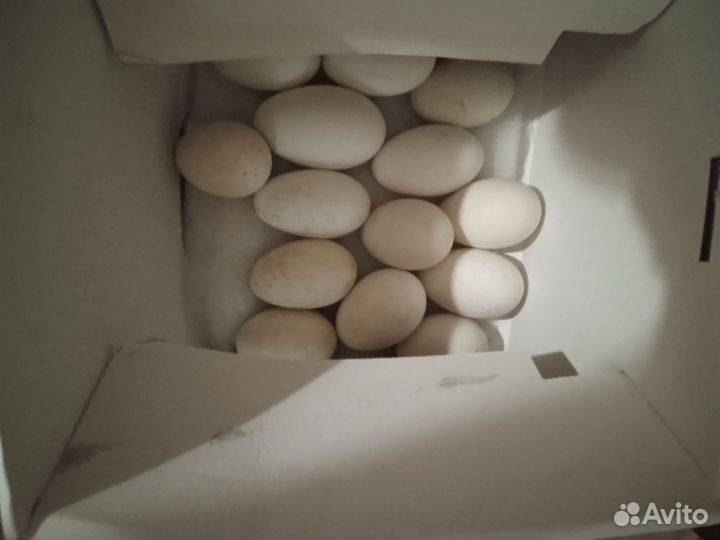 Яйцо домашнее гусиное
